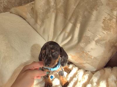 IKC (Pending) Mini Dachshund puppies in Kildare