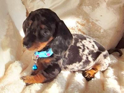 IKC (Pending) Mini Dachshund puppies in Kildare