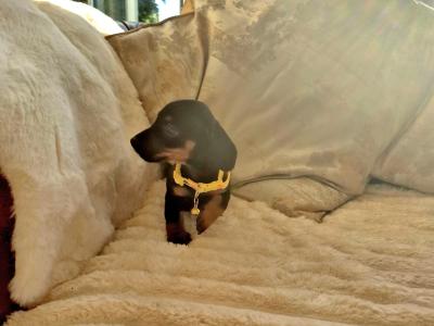 IKC (Pending) Mini Dachshund puppies in Kildare
