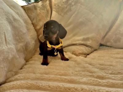 IKC (Pending) Mini Dachshund puppies in Kildare