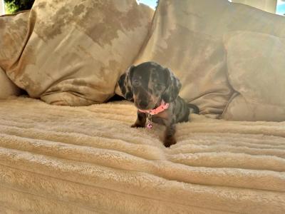IKC (Pending) Mini Dachshund puppies in Kildare
