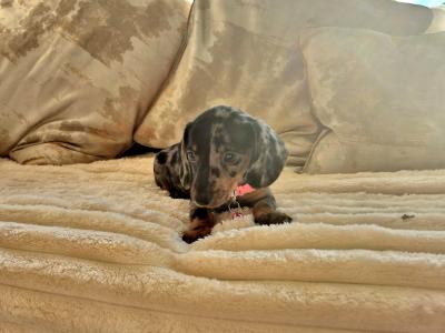 IKC (Pending) Mini Dachshund puppies in Kildare