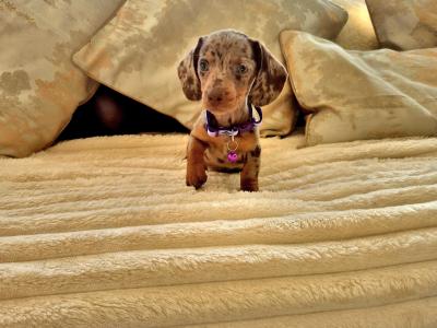 IKC (Pending) Mini Dachshund puppies in Kildare
