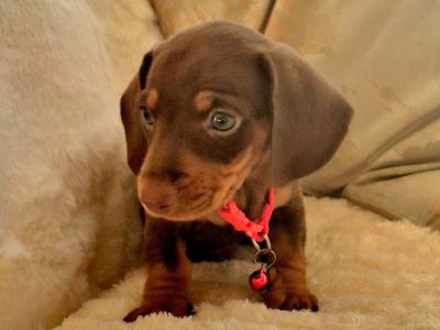 IKC Registered Miniature Dachshund puppies in Kildare