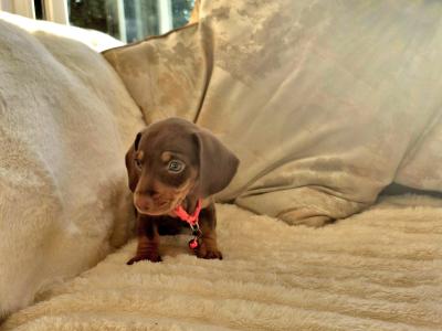 IKC (Pending) Mini Dachshund puppies in Kildare