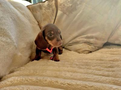 IKC (Pending) Mini Dachshund puppies in Kildare