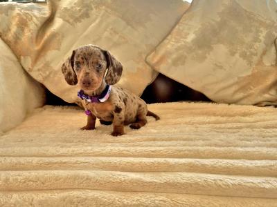 IKC (Pending) Mini Dachshund puppies in Kildare