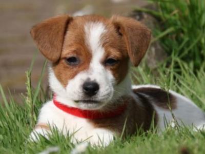 IKC Registered Jack Russell puppies in Wexford