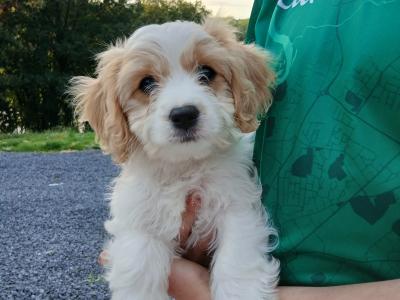 Adorable Cavachon puppies   **** 1 Female left**** in Wexford