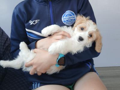 Adorable Cavachon puppies   **** 1 Female left**** in Wexford