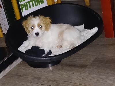 Adorable Cavachon puppies   **** 1 Female left**** in Wexford