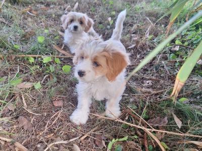 Adorable Cavachon puppies   **** 1 Female left**** in Wexford
