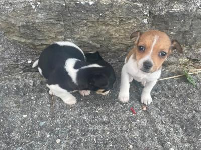 Jack Russell puppies for sale in Cork