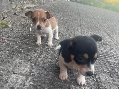 Jack Russell puppies for sale in Cork