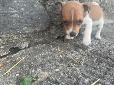 Jack Russell puppies for sale in Cork