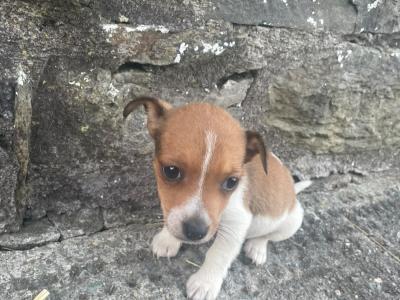 Jack Russell puppies for sale in Cork