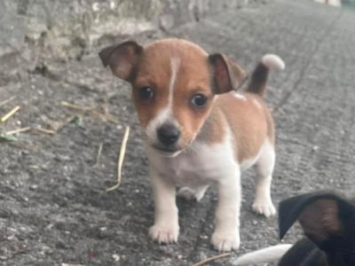 Jack Russell puppies for sale in Cork