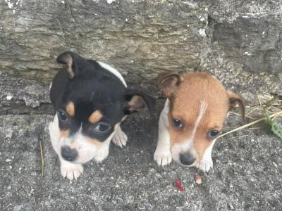 Jack Russell puppies for sale in Cork