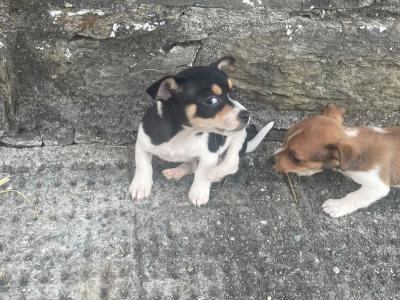 Jack Russell puppies for sale in Cork