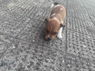 Jack Russell puppies for sale in Cork