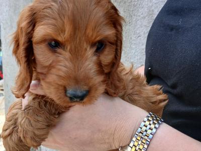 Cockapoo puppies in Carlow