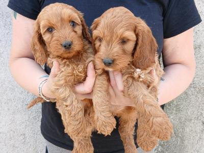 Cockapoo puppies in Carlow