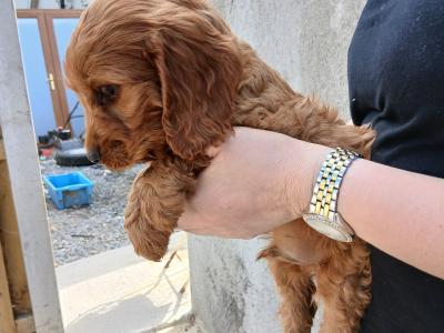 Cockapoo puppies in Carlow