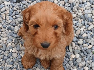 Cockapoo puppies in Carlow