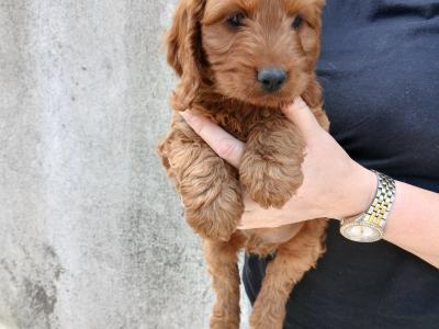 Cockapoo puppies in Carlow