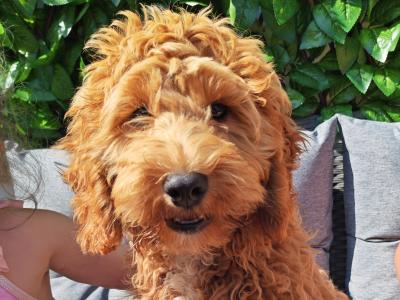 Loving 5 month old male Cockapoo puppy in Wexford is looking for a family home