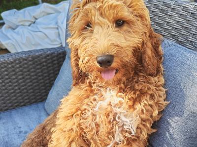 Loving 5 month old male Cockapoo puppy in Wexford is looking for a family home