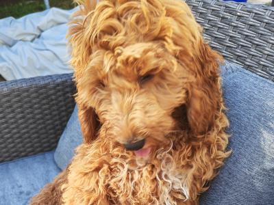 Loving 5 month old male Cockapoo puppy in Wexford is looking for a family home