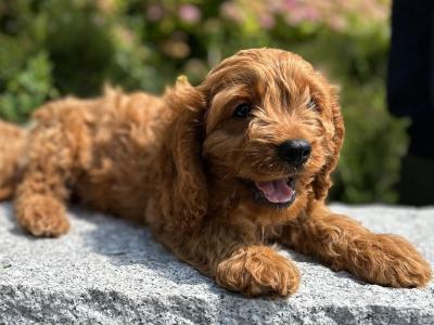 🐶 Cavapoo puppies in Wicklow 🐶