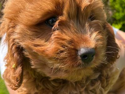 🐶 Cavapoo puppies in Wicklow 🐶
