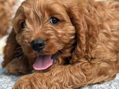 🐶 Cavapoo puppies in Wicklow 🐶