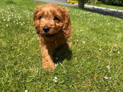 🐶 Cavapoo puppies in Wicklow 🐶