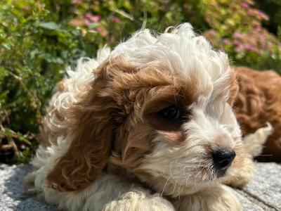 🐶 Cavapoo puppies in Wicklow 🐶