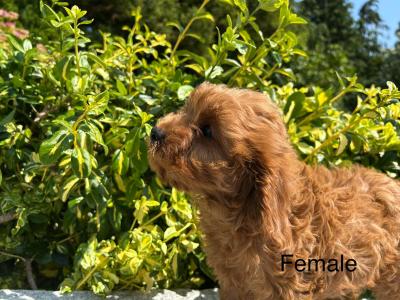 🐶 Cavapoo puppies in Wicklow 🐶