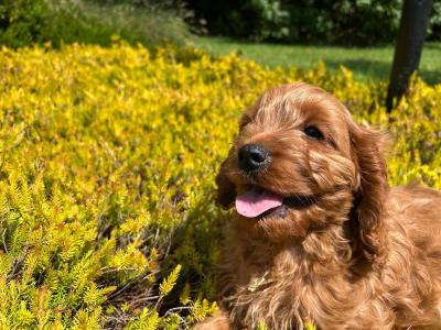 🐶 Cavapoo puppies in Wicklow 🐶