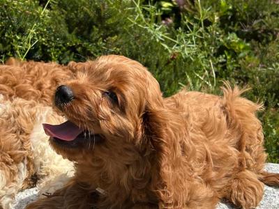 🐶 Cavapoo puppies in Wicklow 🐶