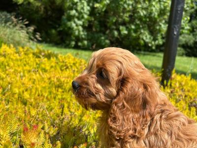 🐶 Cavapoo puppies in Wicklow 🐶