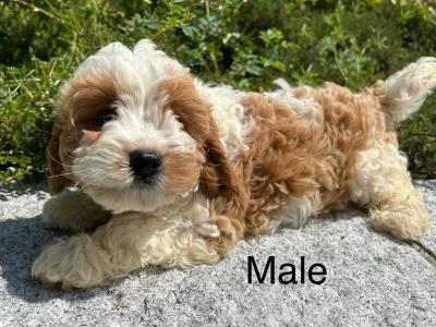 🐶 Cavapoo puppies in Wicklow 🐶