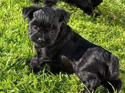 ** all reserved** 2 Gorgeous female Yorkshire Terrier puppies in Tipperary