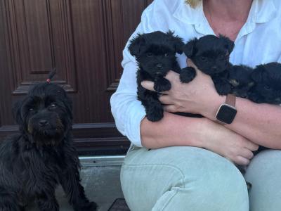 ** all reserved** 2 Gorgeous female Yorkshire Terrier puppies in Tipperary