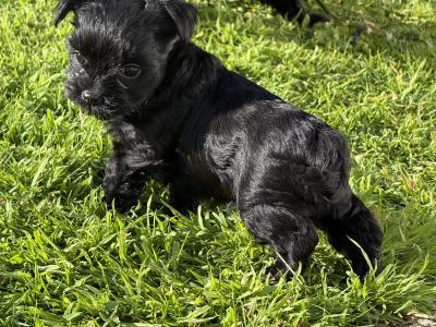 ** all reserved** 2 Gorgeous female Yorkshire Terrier puppies in Tipperary