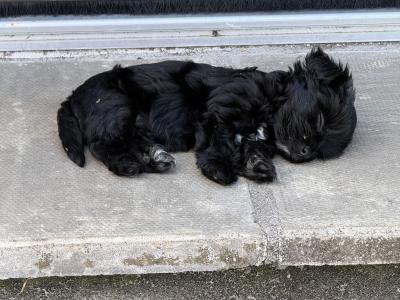 ** all reserved** 2 Gorgeous female Yorkshire Terrier puppies in Tipperary