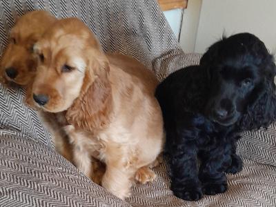 Cocker Spaniel puppies in Wexford