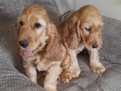 Cocker Spaniel puppies in Wexford