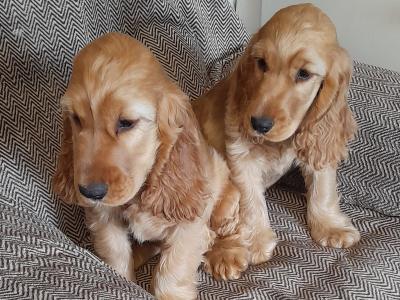 Cocker Spaniel puppies in Wexford