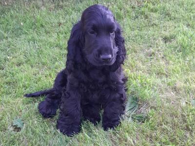 Cocker Spaniel puppies in Wexford